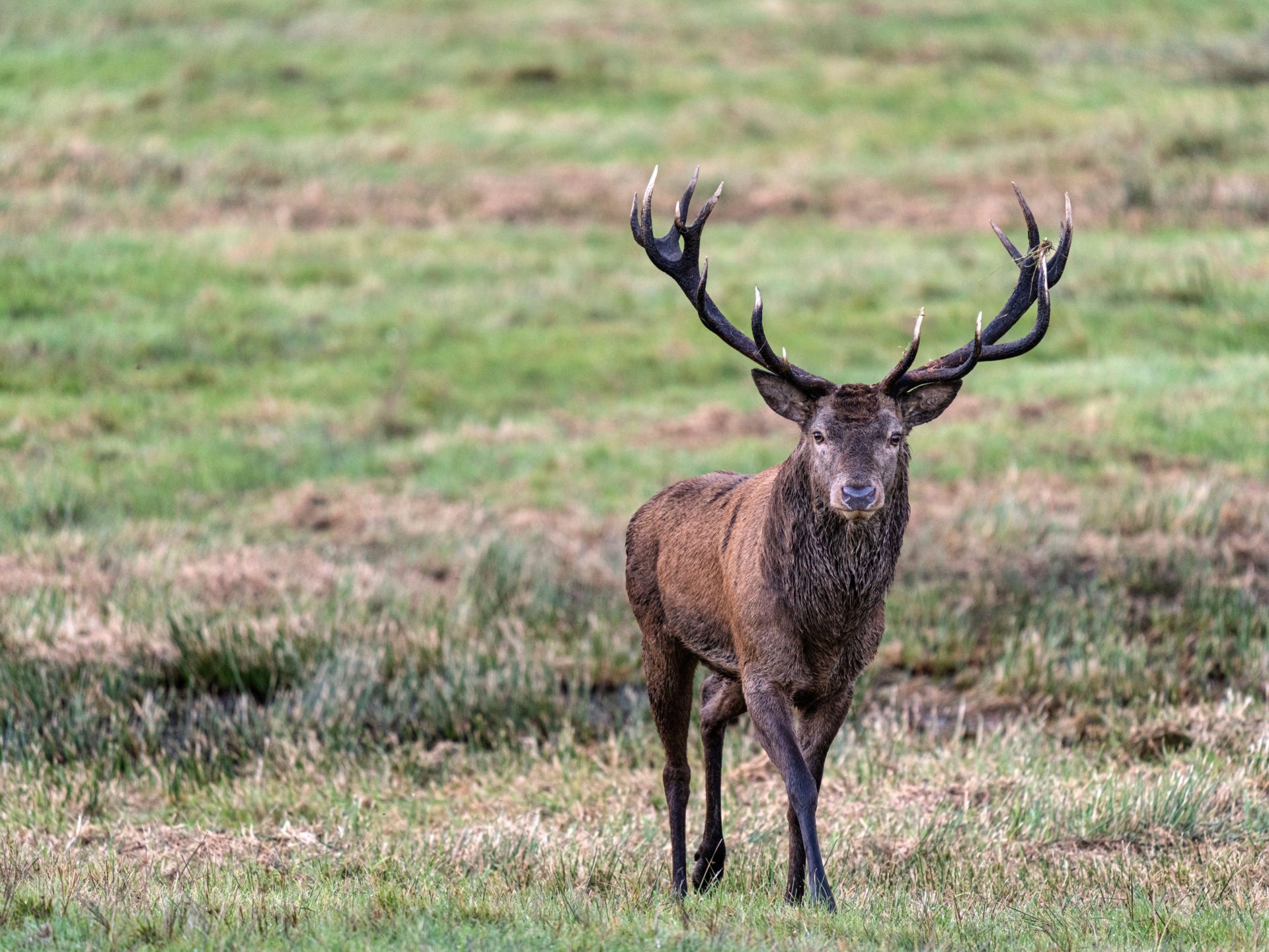 A Red Deer at Killarney National Park in County Kerry