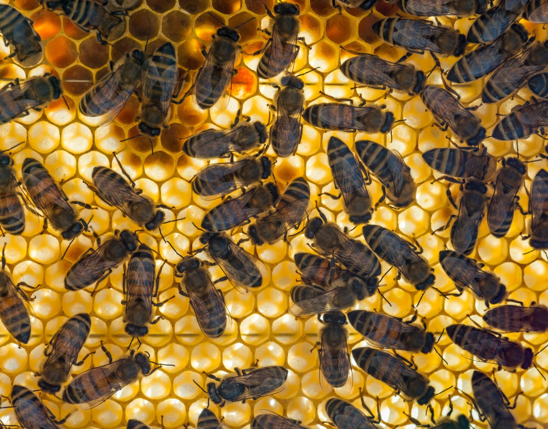 Buzzing for a good Christmas gift: Give the Irish Honey Bee | Newstalk