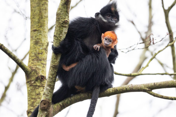 Fota Wildlife Park Invites Public To Participate In Naming Baby François' Langur Monkey - Vimarsana News