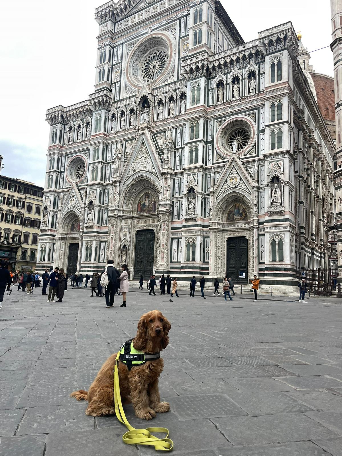 Cocker spaniel Albert in Florence, Italy, over Christmas, 25/12/2023. Image: Katie Gallagher