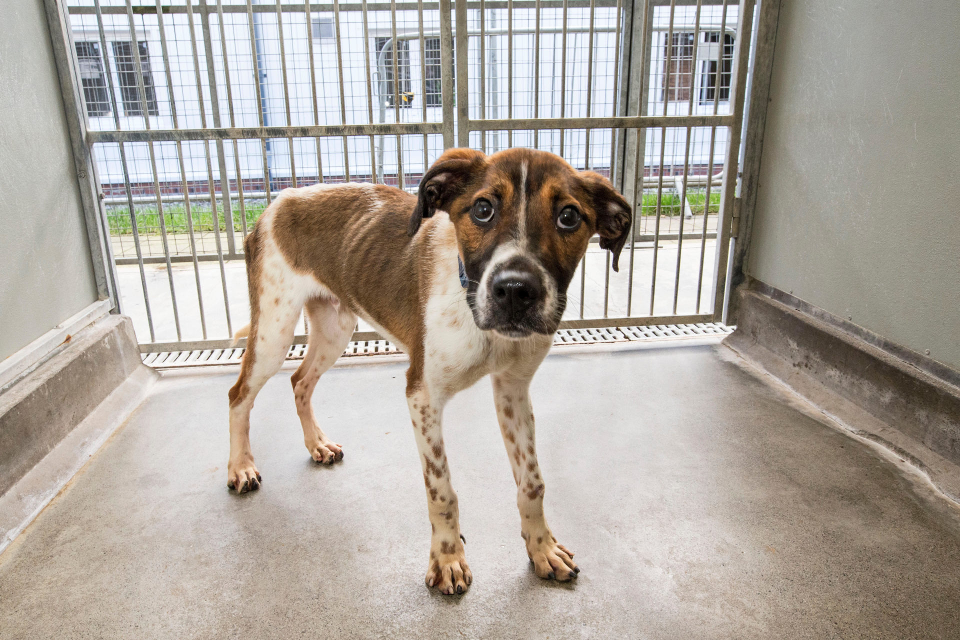 Fostering animals: 'People think it's a huge commitment – but it's not' - Vimarsana News