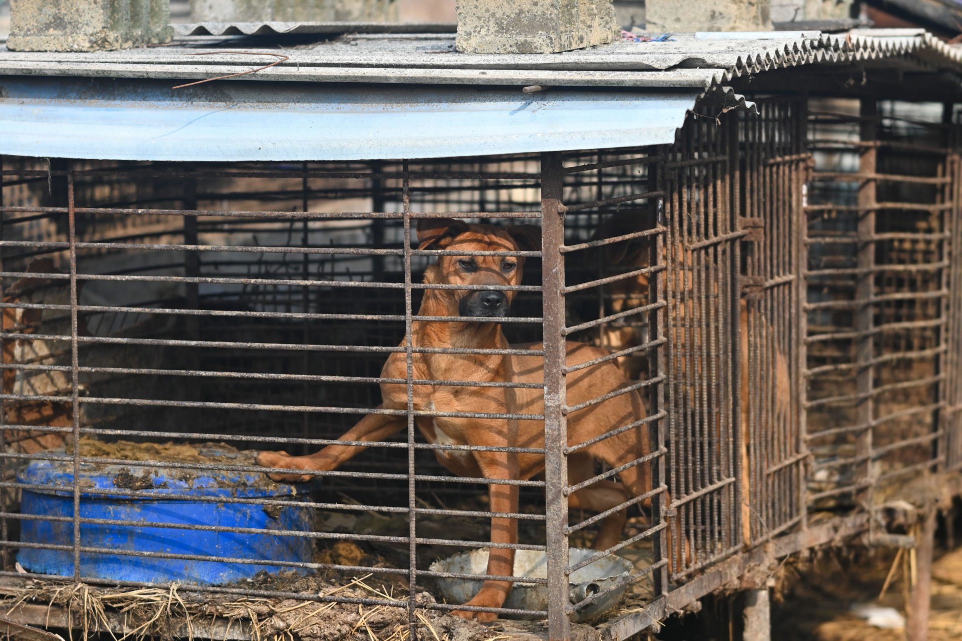 A dog locked in a cage at a dog meat farm in Asan, South Korea