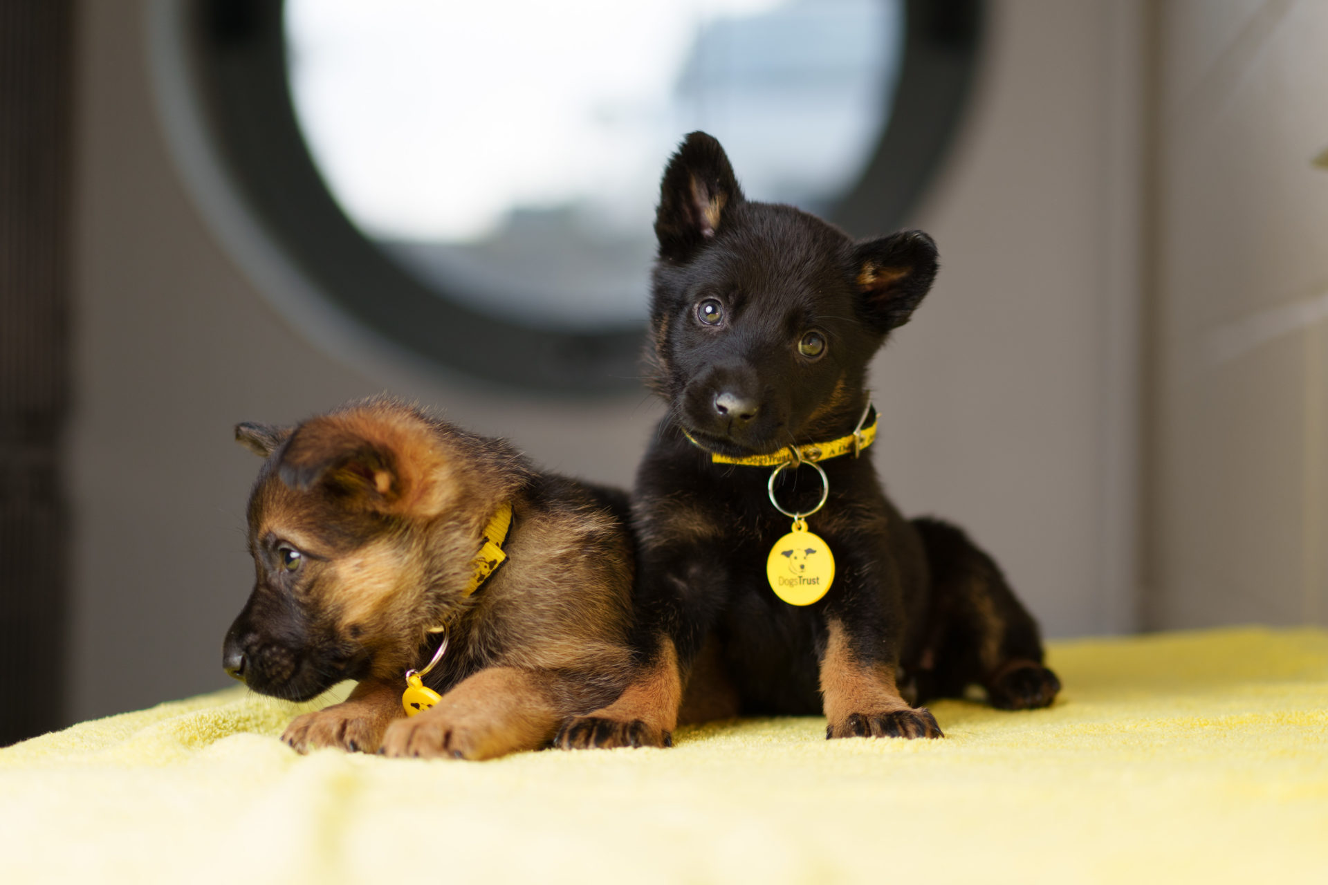 Litter of four-week-old puppies abandoned in plastic bag in Dublin - Vimarsana News