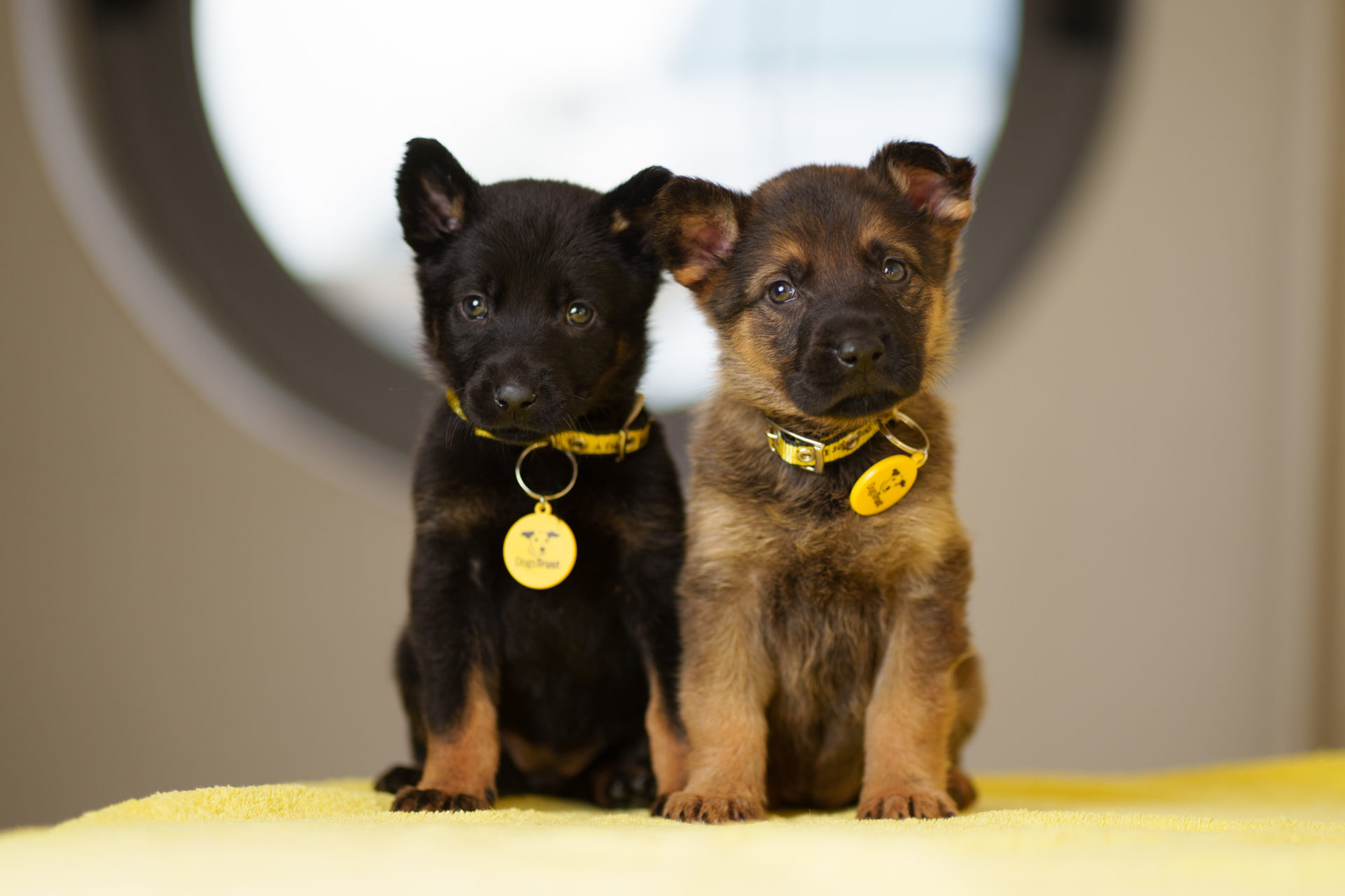 Six-week-old puppies Faith and Hope who were abandoned with their five siblings in a plastic bag when they were just four-weeks-old. 