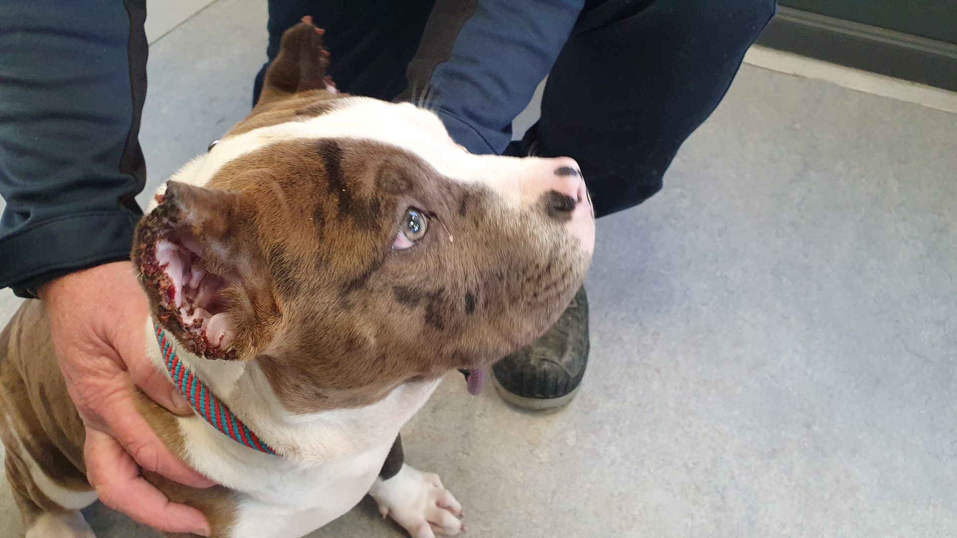 Couple fined after dogs ears chopped off - Vimarsana News