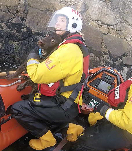 Coastguard Rescues Dog In Dun Laoghaire - Vimarsana News