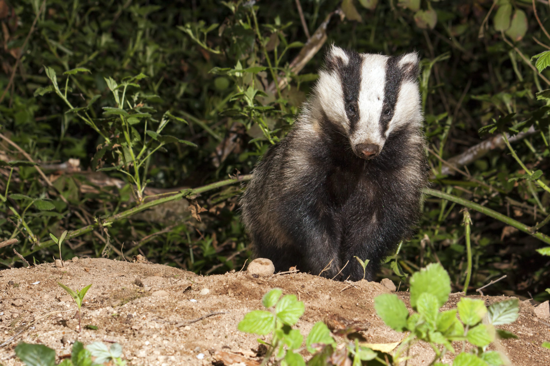 Main image shows a badger emerging from his set in County Carlow