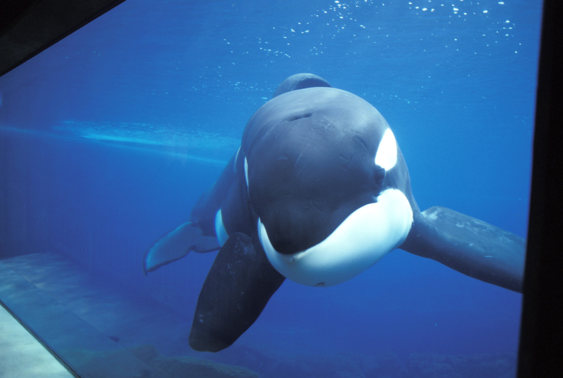 Real life Free Willy ‘never found his family’ 30 years on | Newstalk