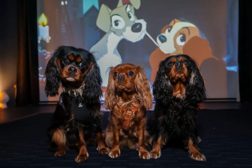 Dogs at a screening of Lady and the Tramp in Dublin's Dot Theatre, 25-2-24