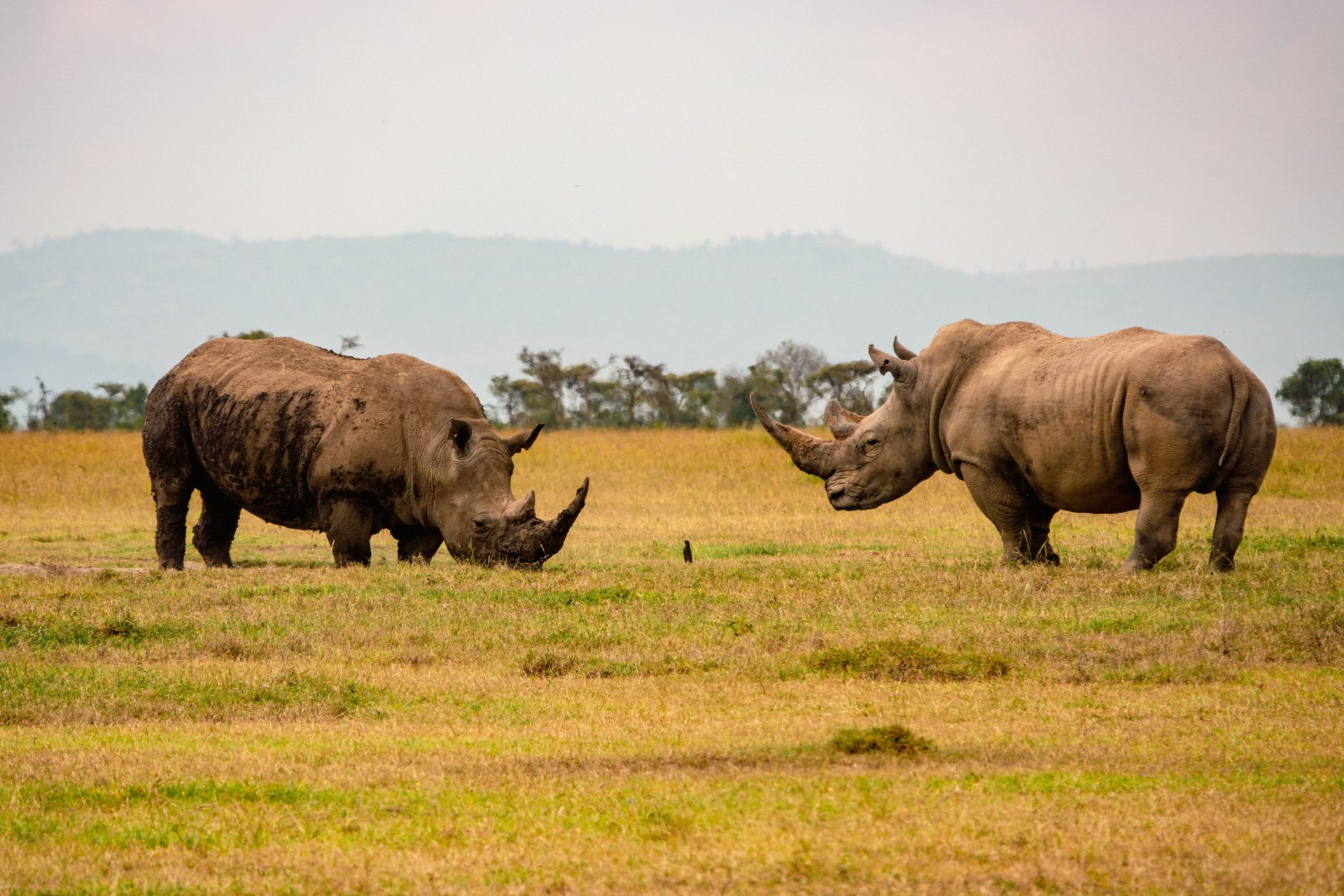 Two Northern White Rhinos survive - can the species be saved? | Newstalk