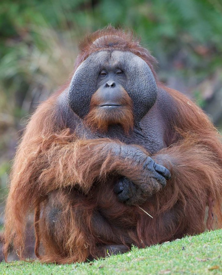 Dublin Zoo’s 45-year-old Bornean orangutan Sibu 