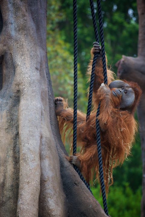 Dublin Zoo’s 45-year-old Bornean orangutan Sibu.