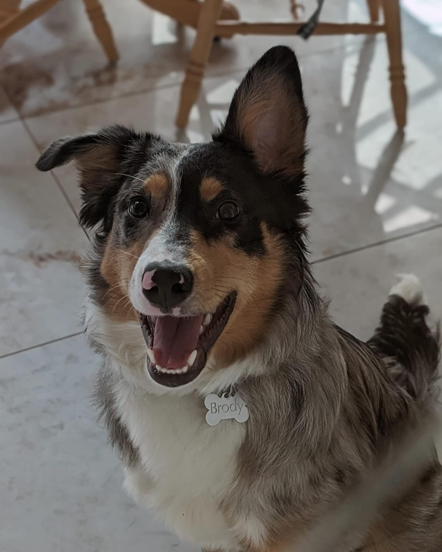 Seven-month-old collie Brody is up for adoption at the Haven Rescue Centre