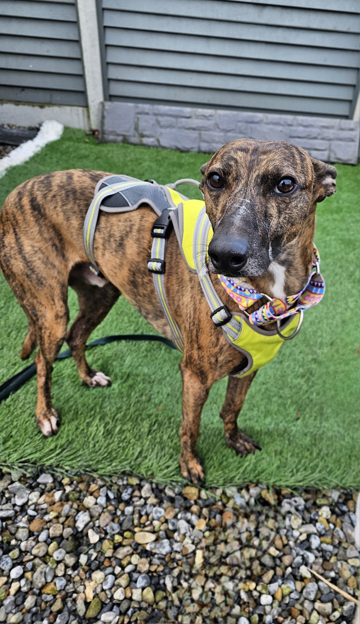 Three-year-old whippet Izzy is up for adoption at the Haven Rescue Centre