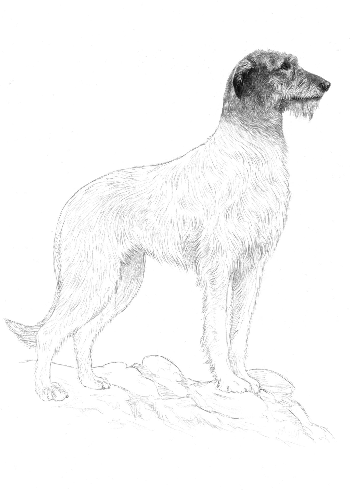 Early draft sketch of the Irish wolfhound for inclusion in the next passport.