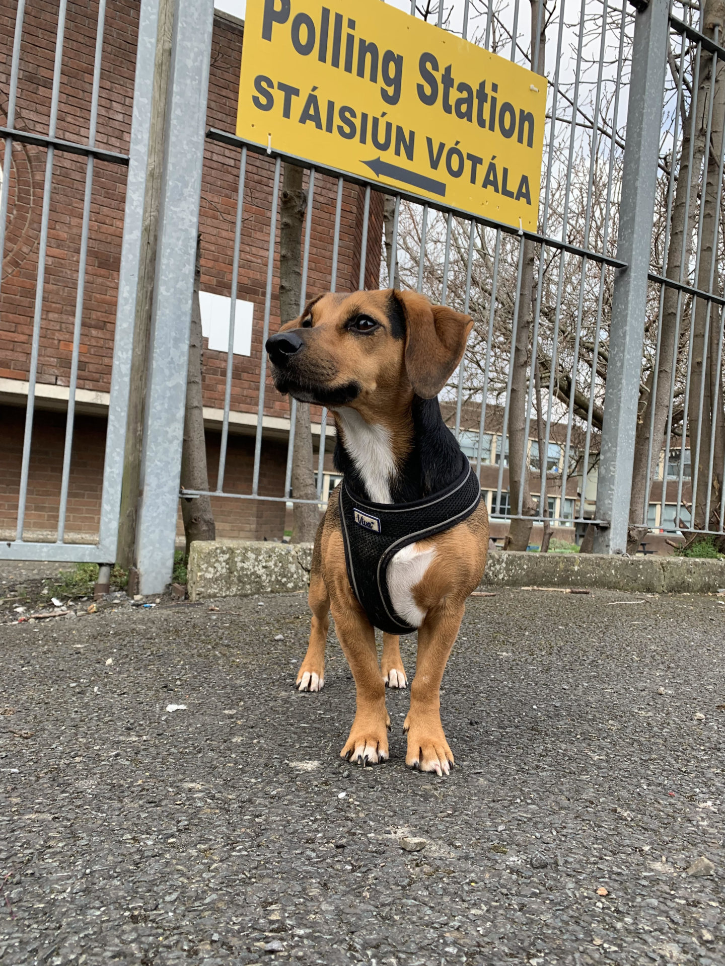 Lilah at her local polling station. 