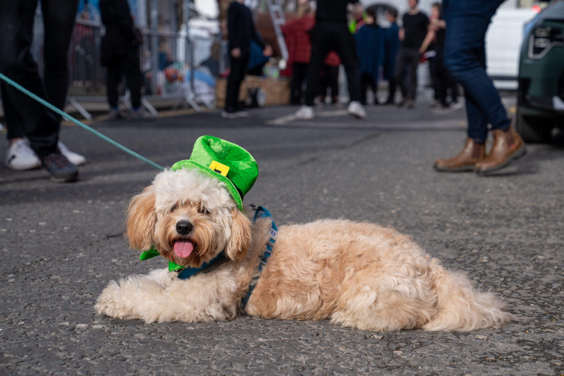 A dog celebrating St Patrick's Day in Dublin, 17/03/2024. Image: Tom Douglass