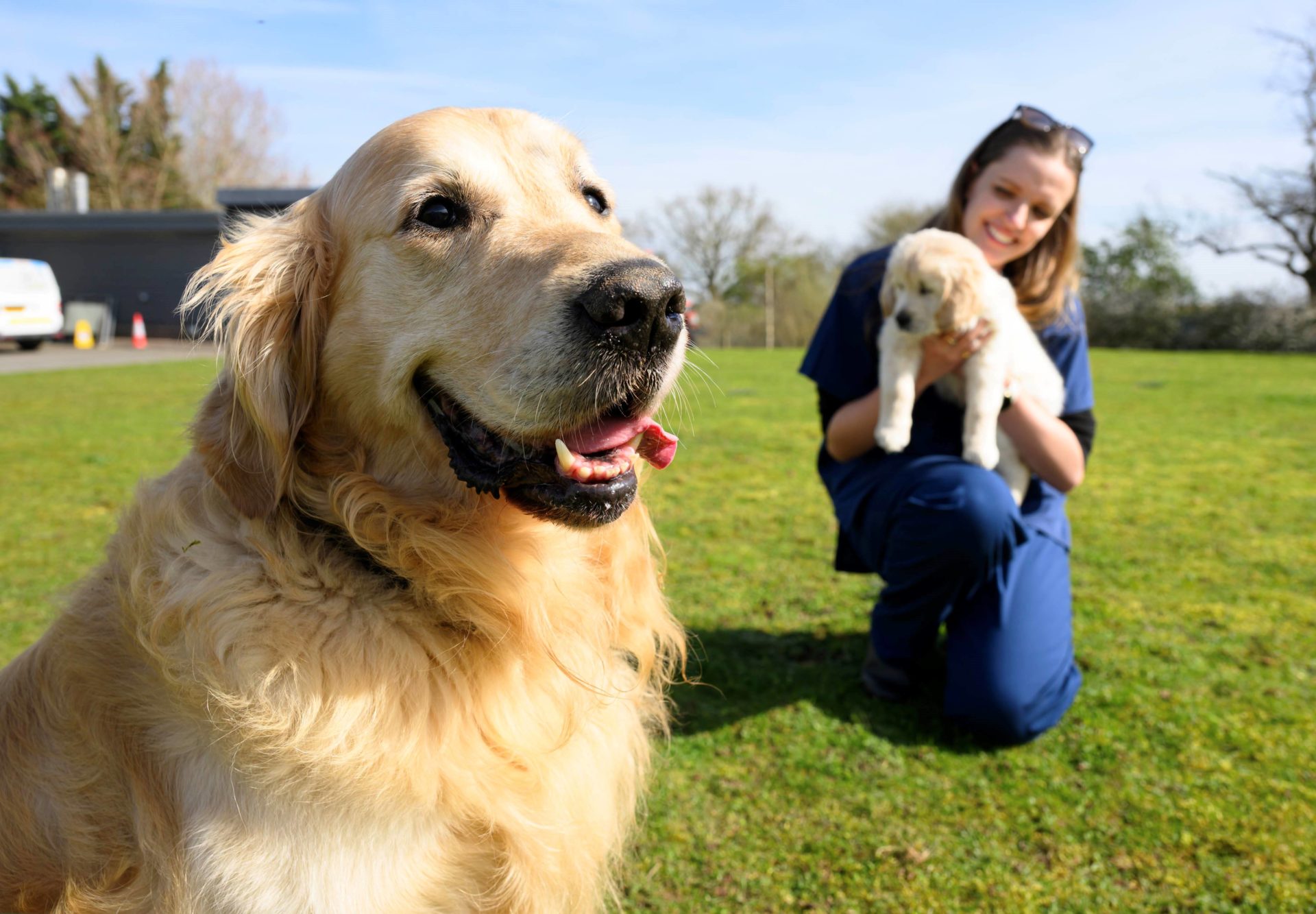 Golden Retriever Who Fathered 300 Puppies Retires From Guide Dog Breeding Programme - Vimarsana News