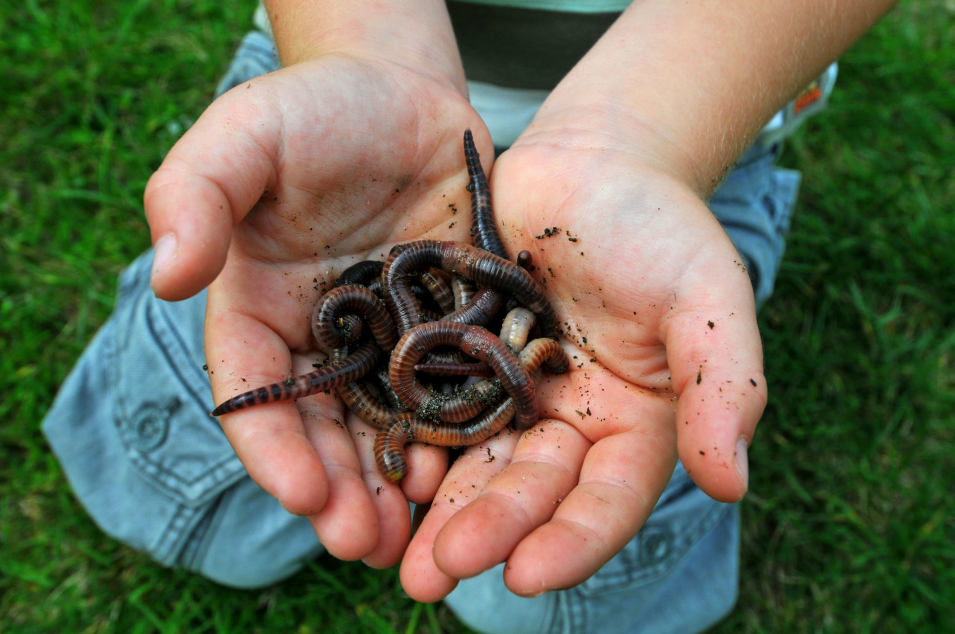 Child holding worms. Image: Finnbarr Webster / Alamy Stock Photo 