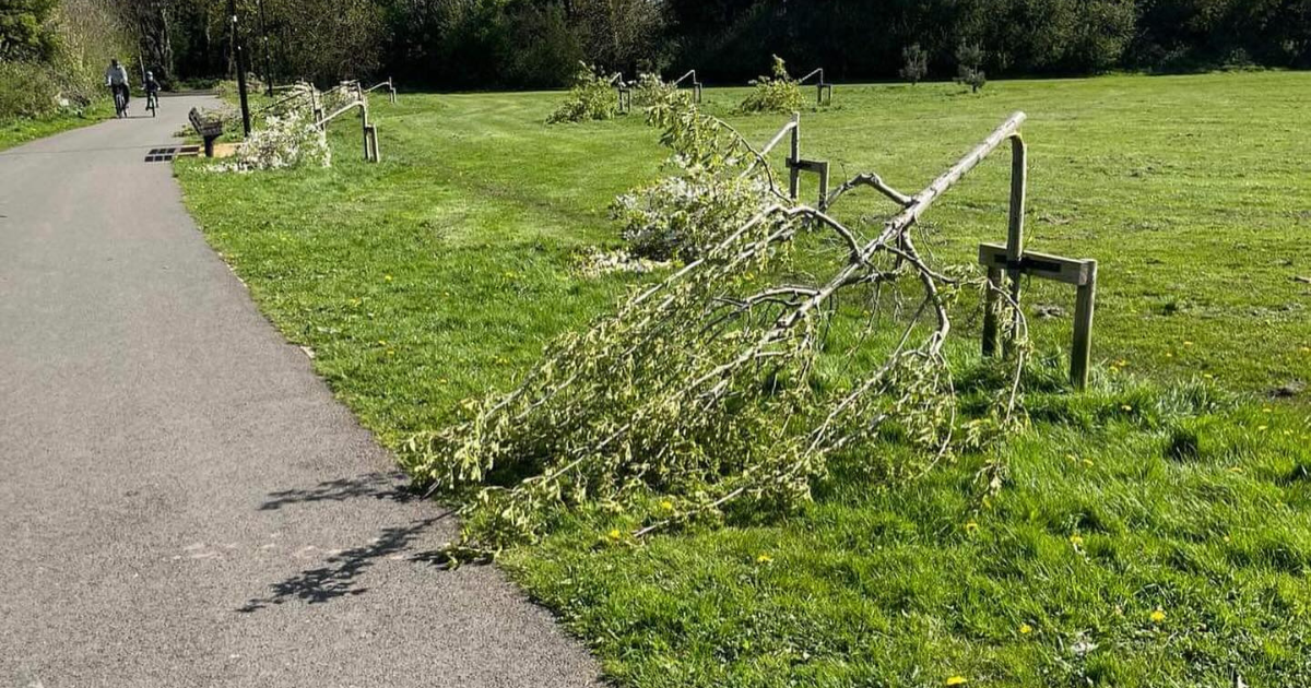 Trees chopped down in act of vandalism in Dodder Valley Park in Dublin. Image: Cllr Alan Edge