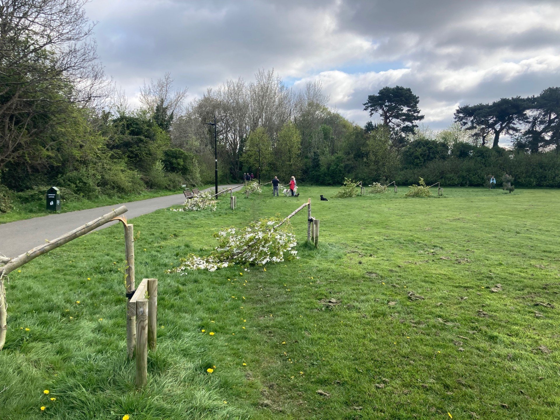 Trees chopped down in act of vandalism in Dodder Valley Park in Dublin