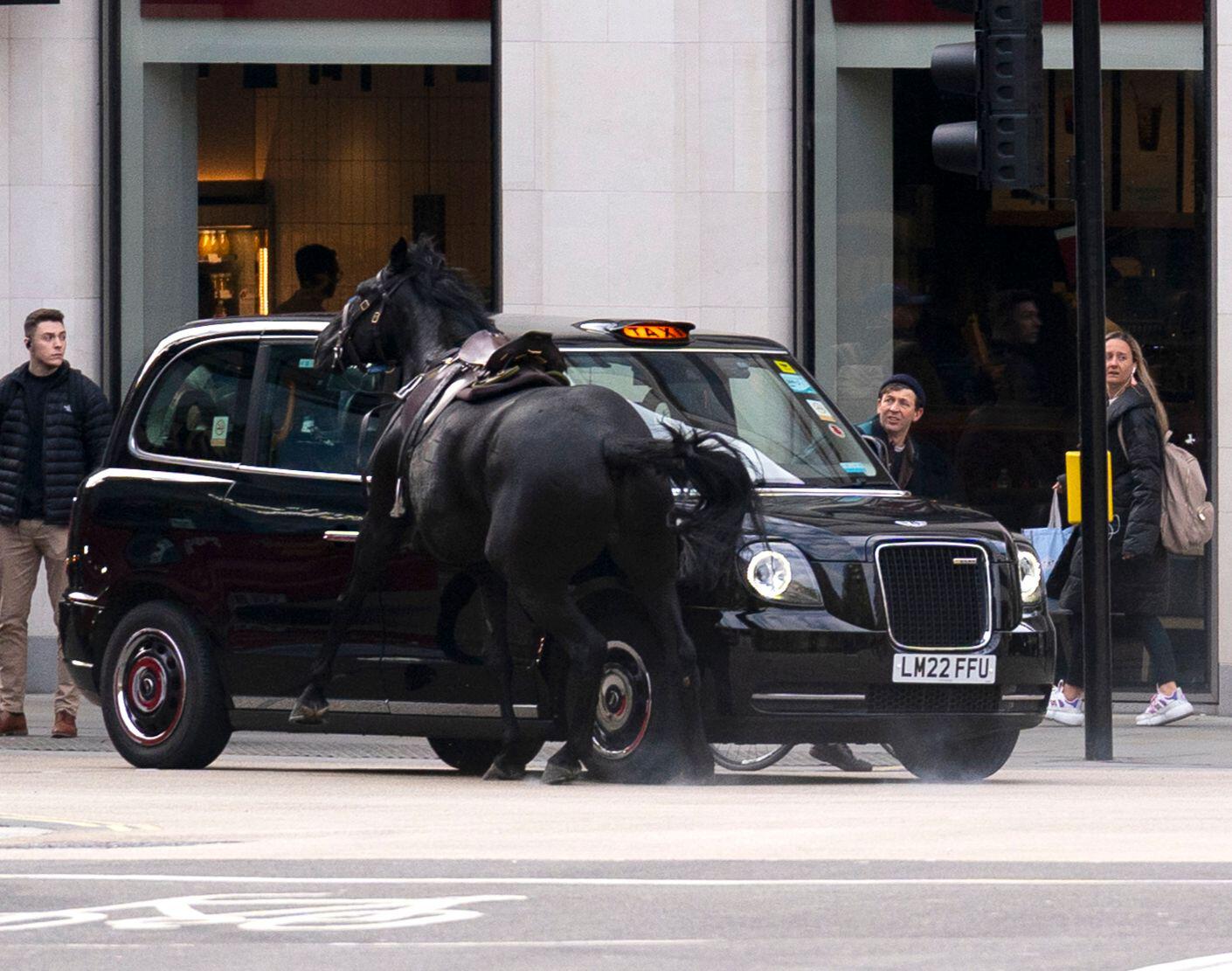 A black horse collides with a black taxi in London, 24-4-24