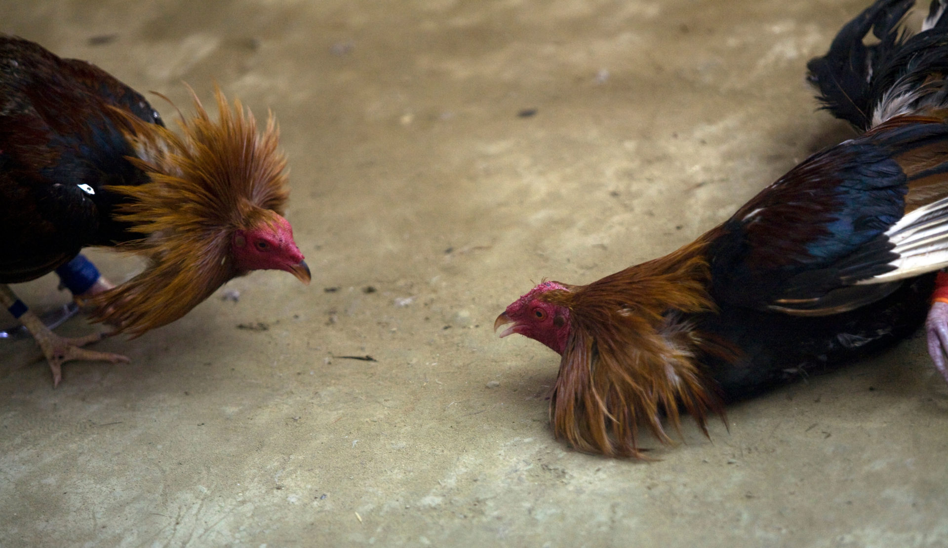 Two fighting cocks square off during a cockfight near Mansalay, Oriental Mindoro, Philippines.