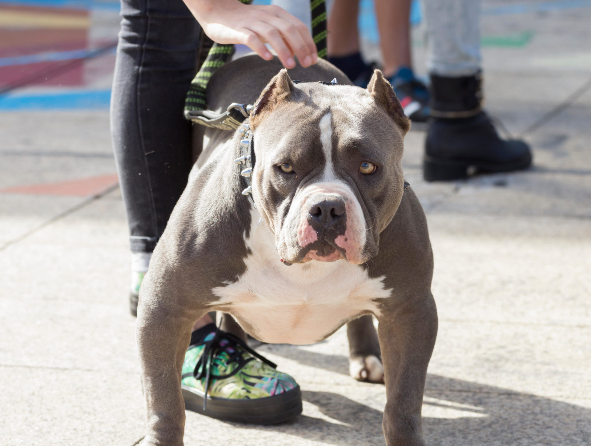 American Bully breed dog