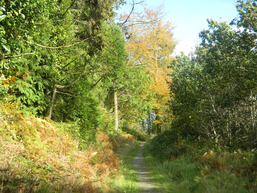 Island Wood near Newmarket, Co Cork, Ireland. Image: Flickr