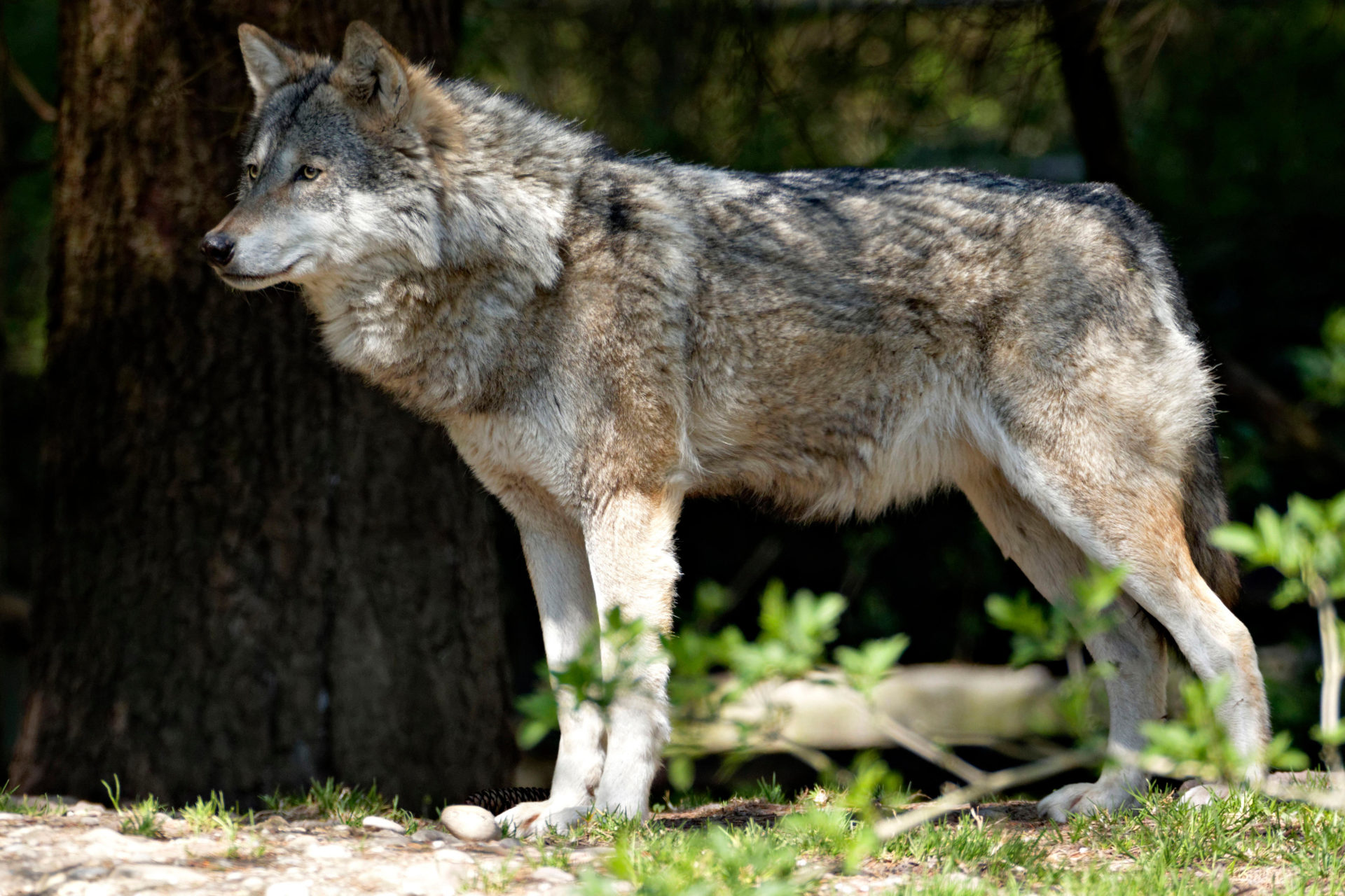 ‘They’ll control deer numbers’ – Should the lynx be reintroduced to Ireland?