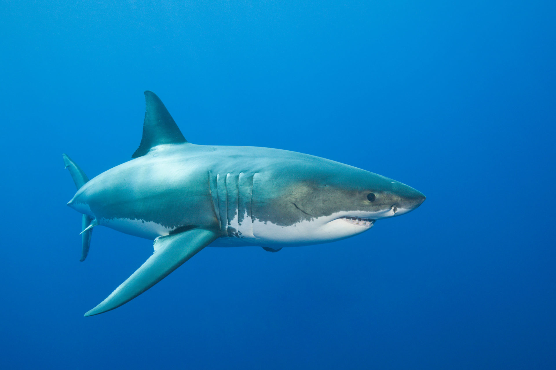 Great White Shark