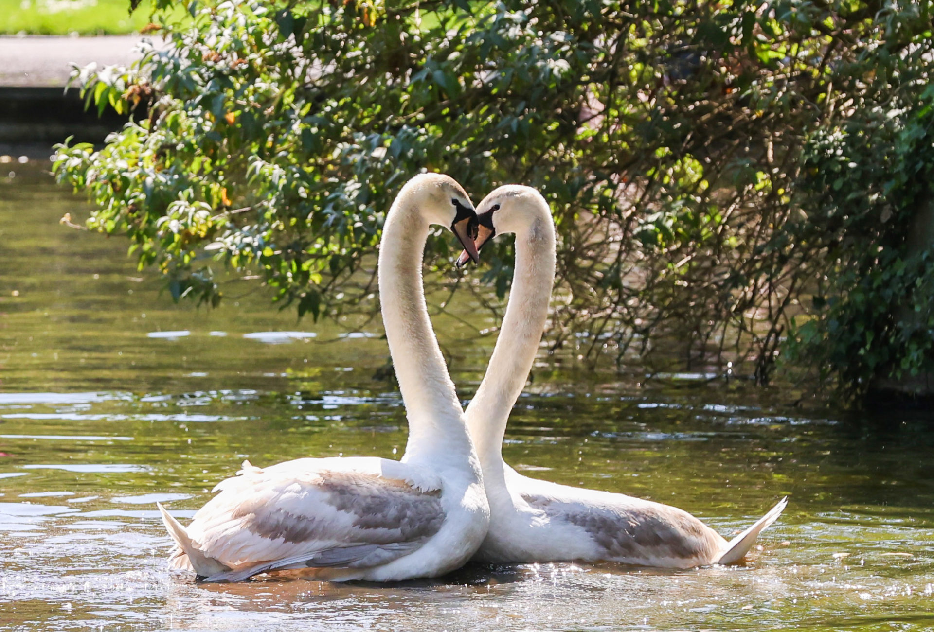 File photo shows swans enjoying the sunshine in Stephen's Green Park