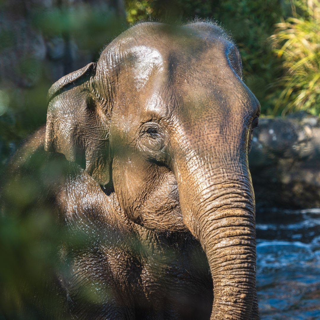 Dublin Zoo’s 17-year-old Asian Elephant Asha who has now contracted Elephant Endotheliotropic Herpesvirus.