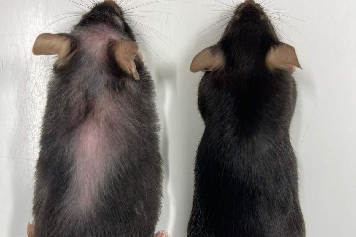 Two mice involved in the Imperial College study.