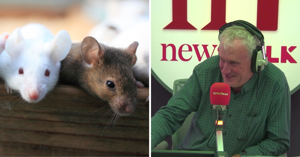 Luke O’Neill: How rats could prove stress causes grey hair 