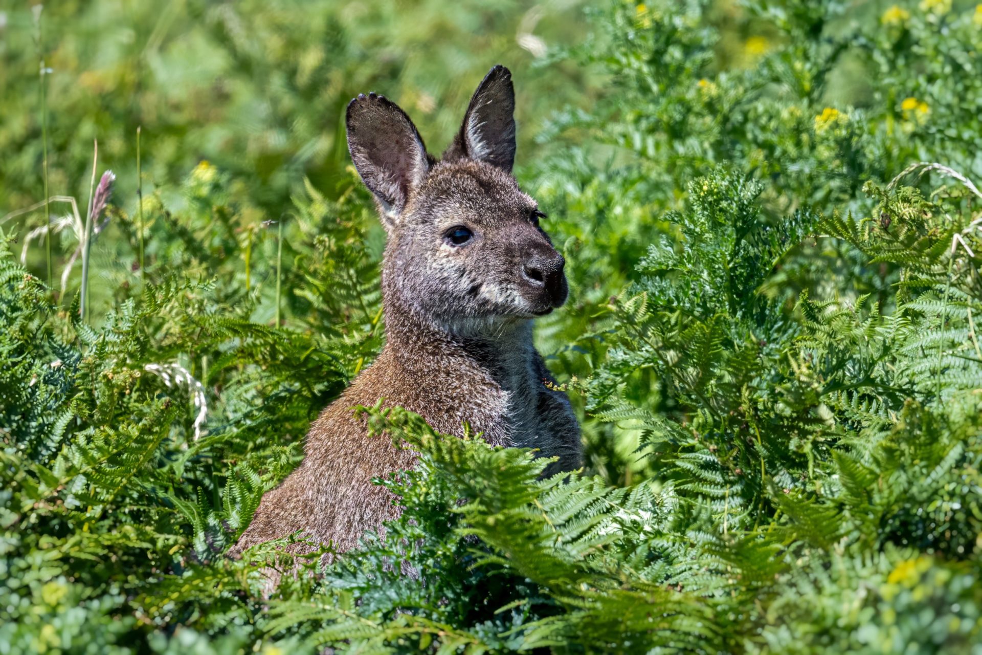 Wallabies living on Lambay Island off the coast of Dublin. Image: Emma Tyrell.