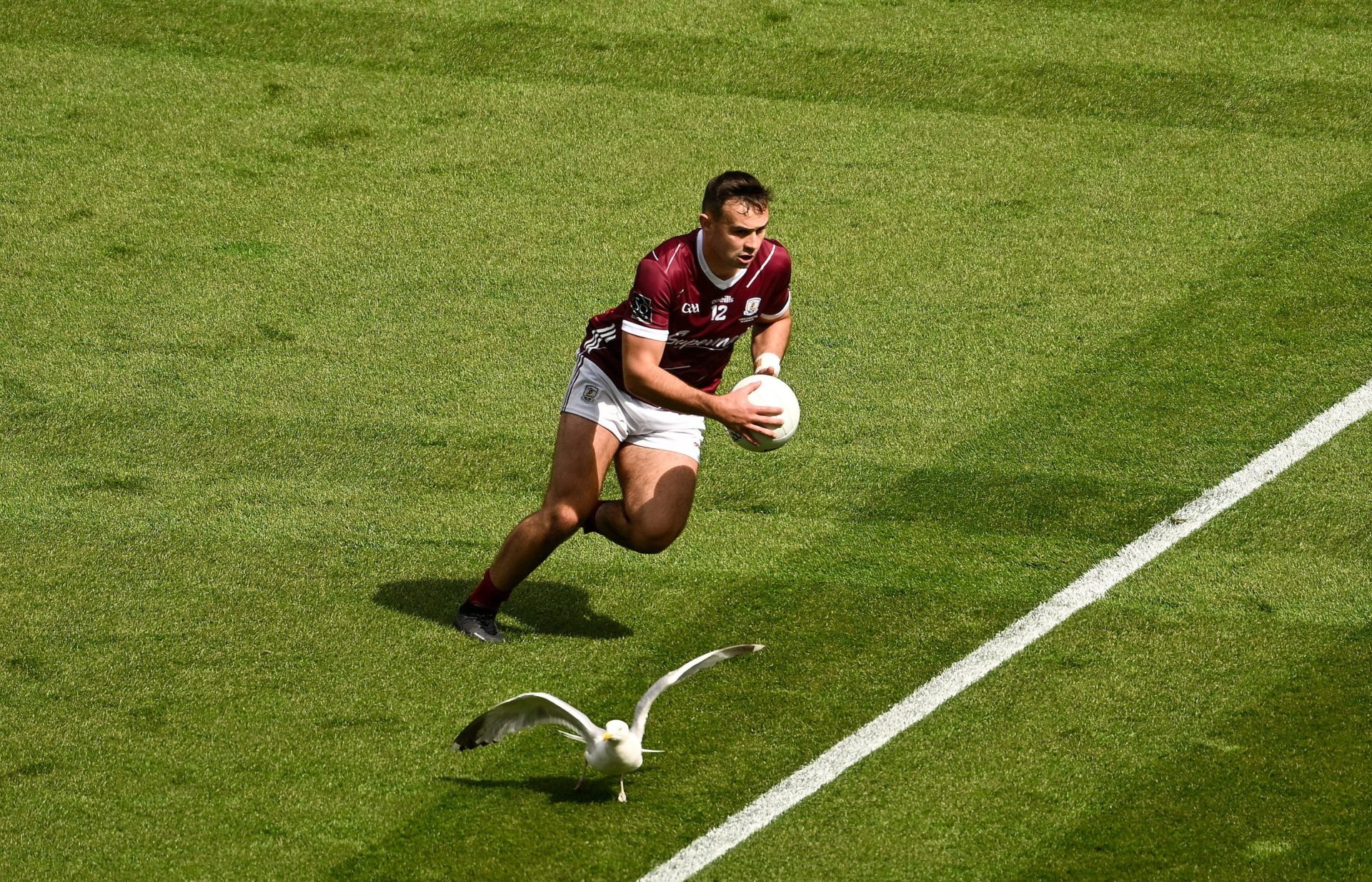 Seagull keeps his cool in front of Galway's Cillian McDaid, 28/07/2024. Image: Daire Brennan/Sportsfilw