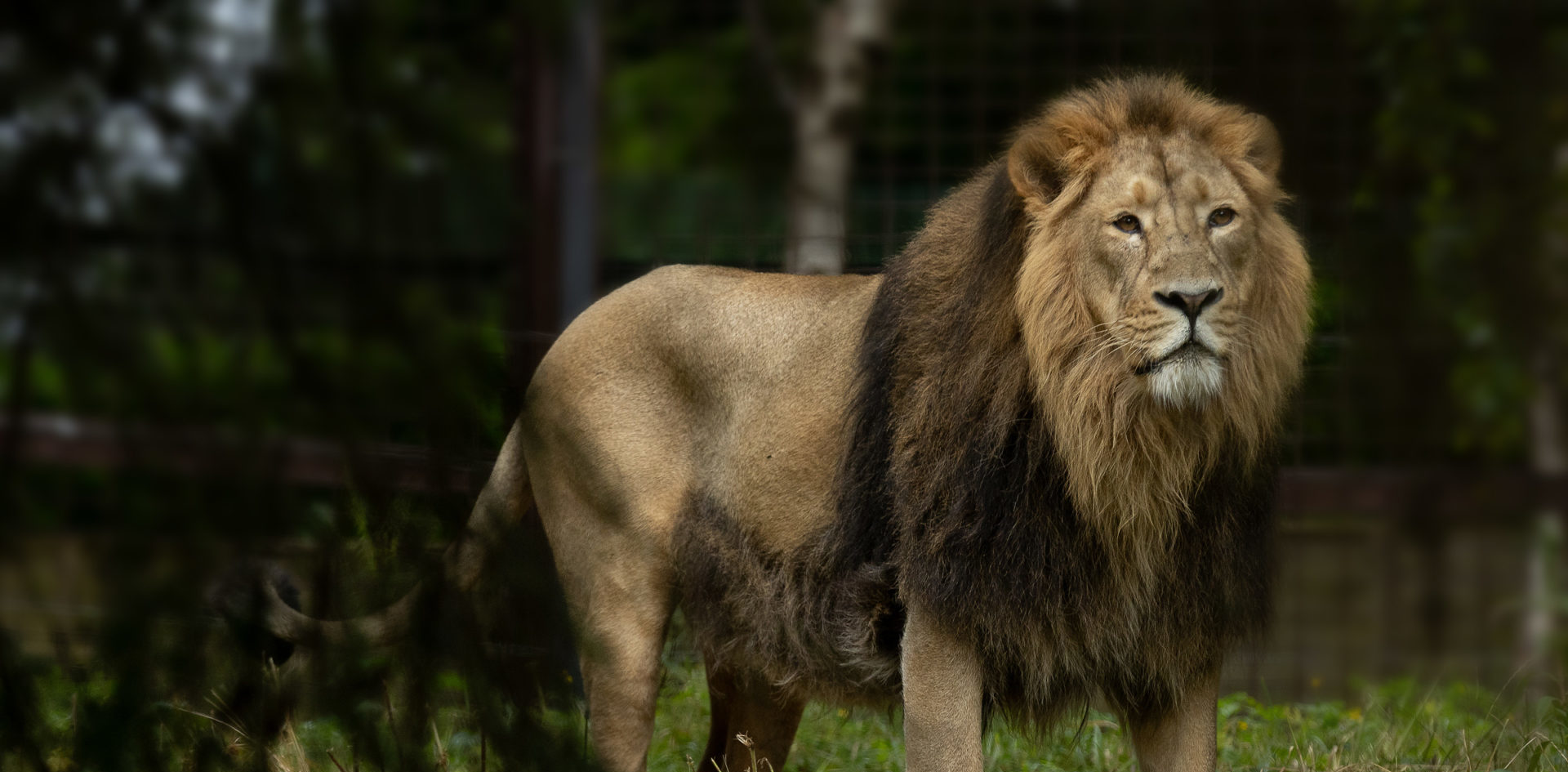 Dublin Zoo: ‘Great excitement’ as new male lion is revealed