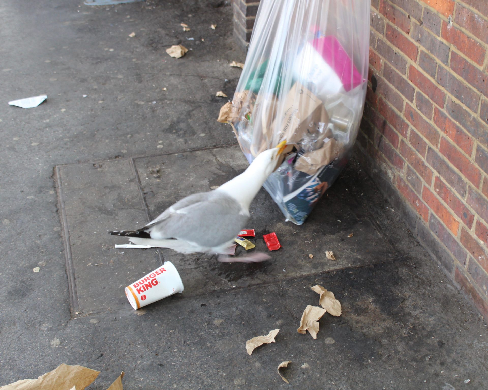 Seagull attacks a rubbish bag, 17-7-21.