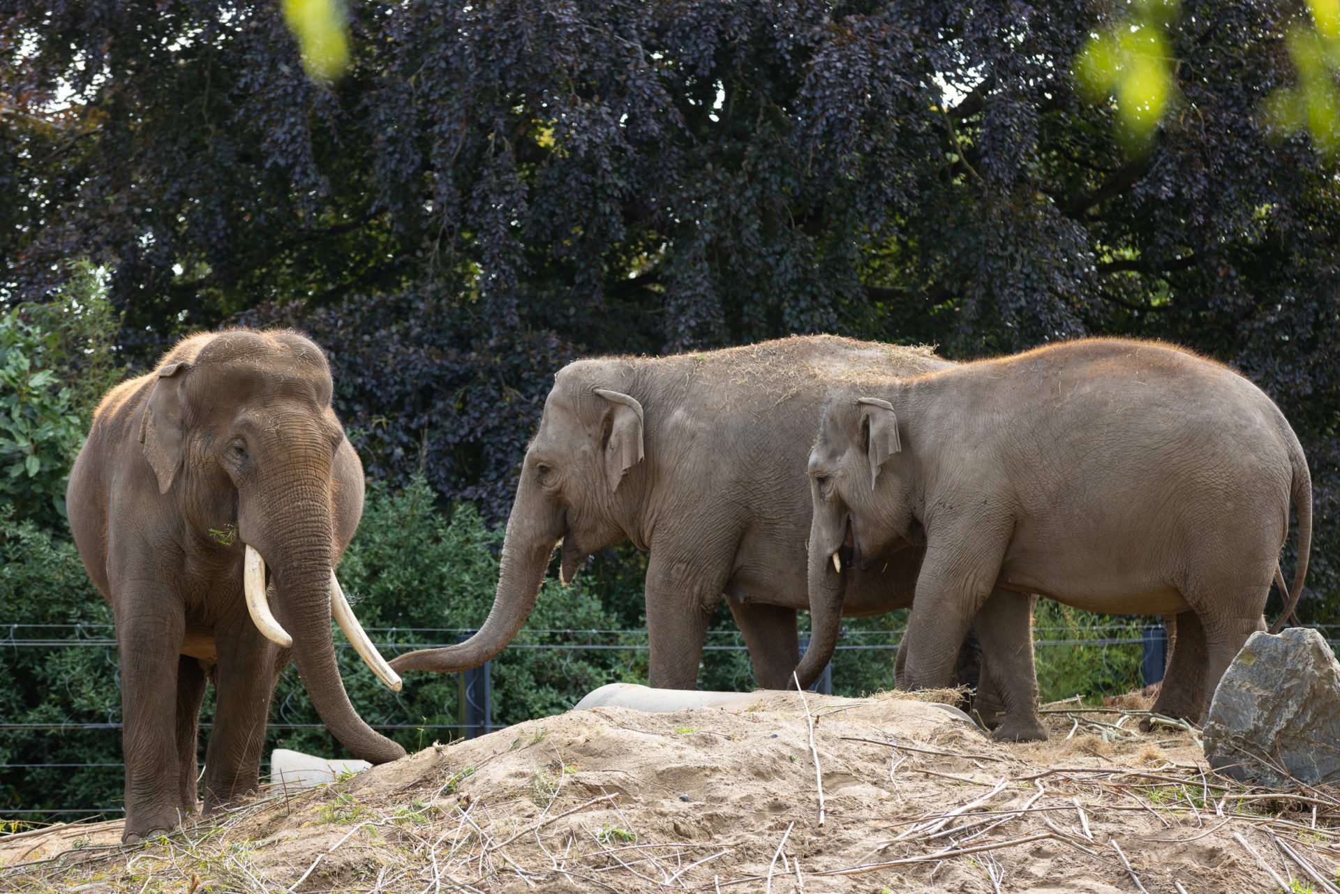 Elephants at Dublin Zoo. Image: Patrick Bolger/Dublin Zoo