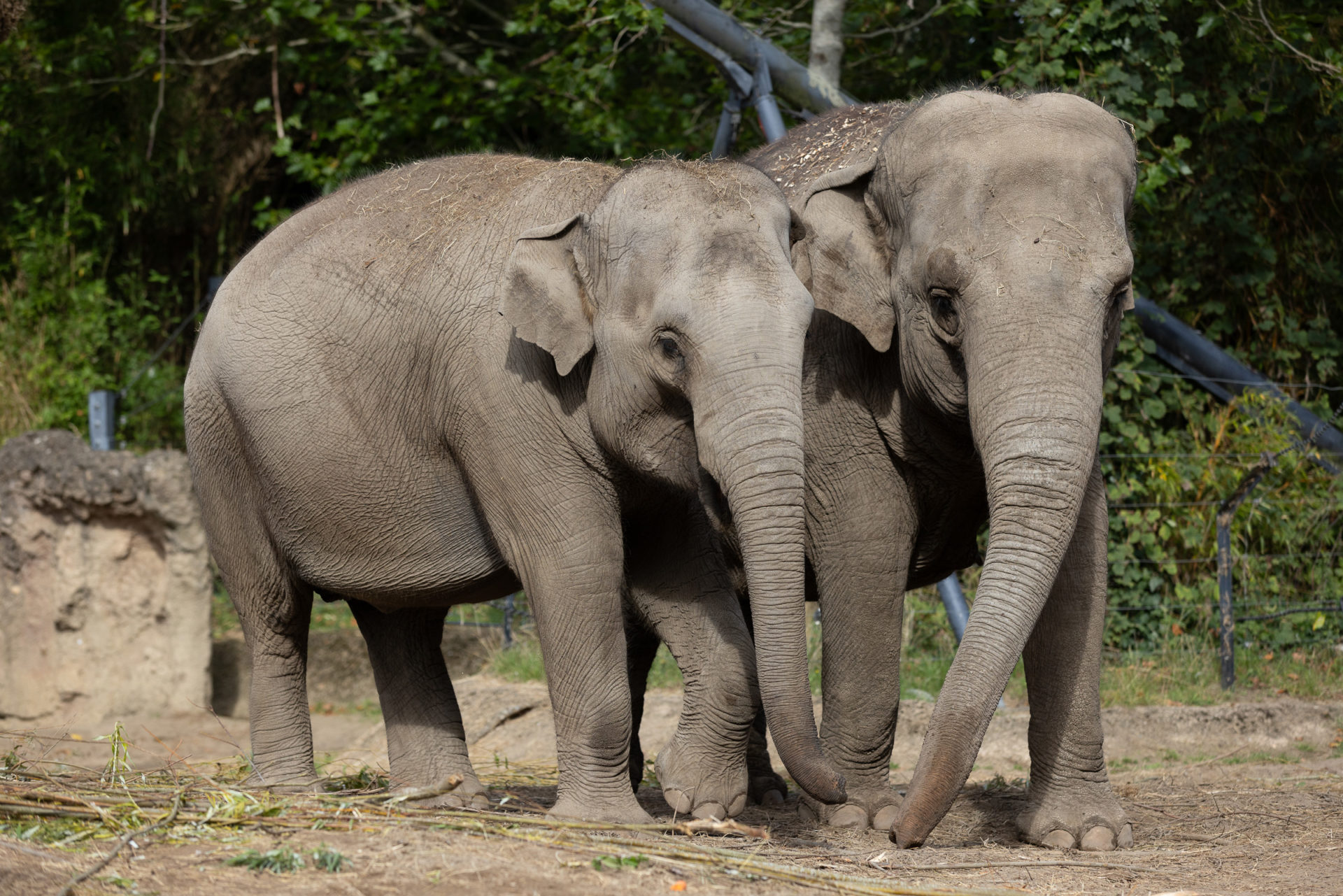 Elephants at Dublin Zoo