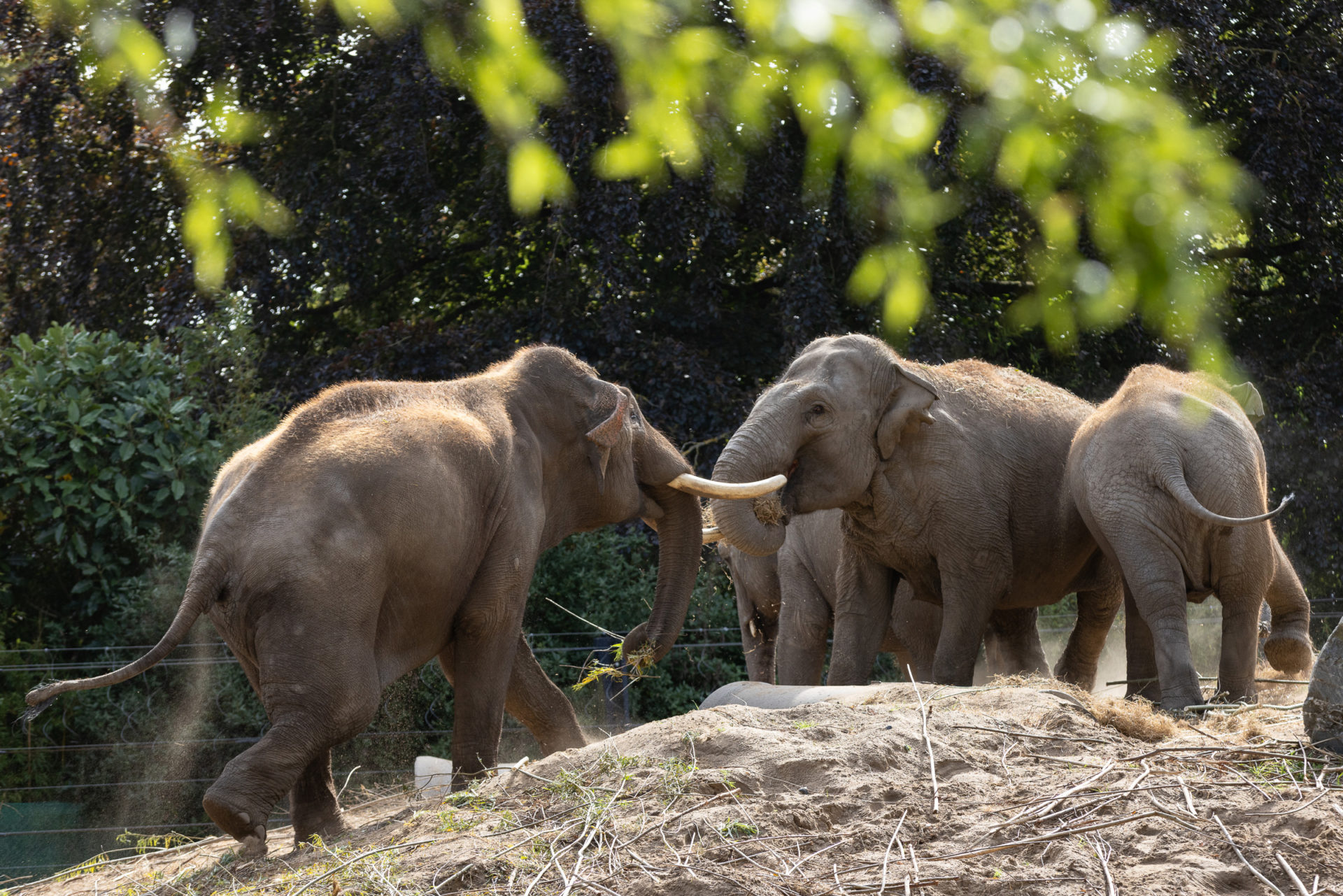 Elephants at Dublin Zoo