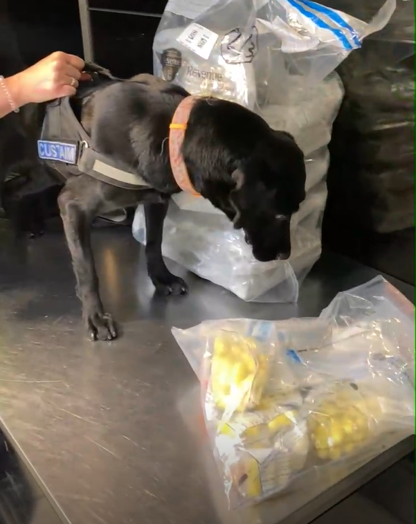 Detector dog Jack with some of the drugs seized at Dublin Airport, 13-9-24