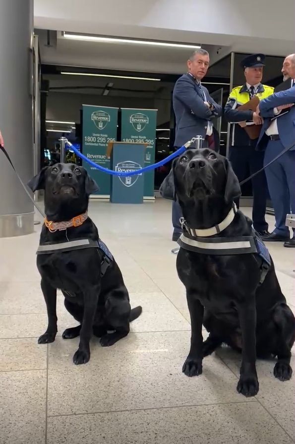 Revenue detector dogs Jack and Maggie at Dublin Airport, 13-9-24