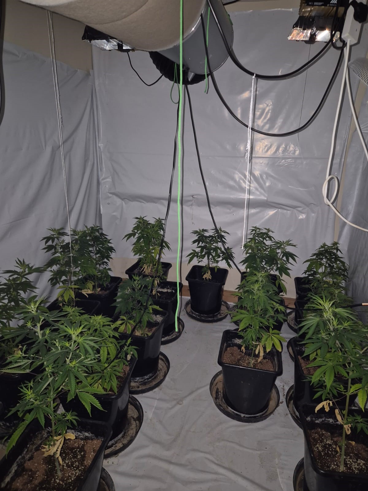 Man arrested after €350k of cannabis seized in Monaghan