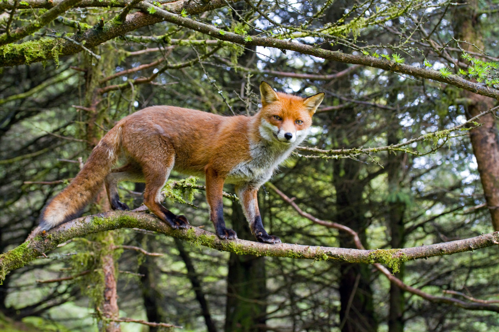 A Red Fox in the Cooley Mountains in Ireland. Image: Enda Flynn / Alamy