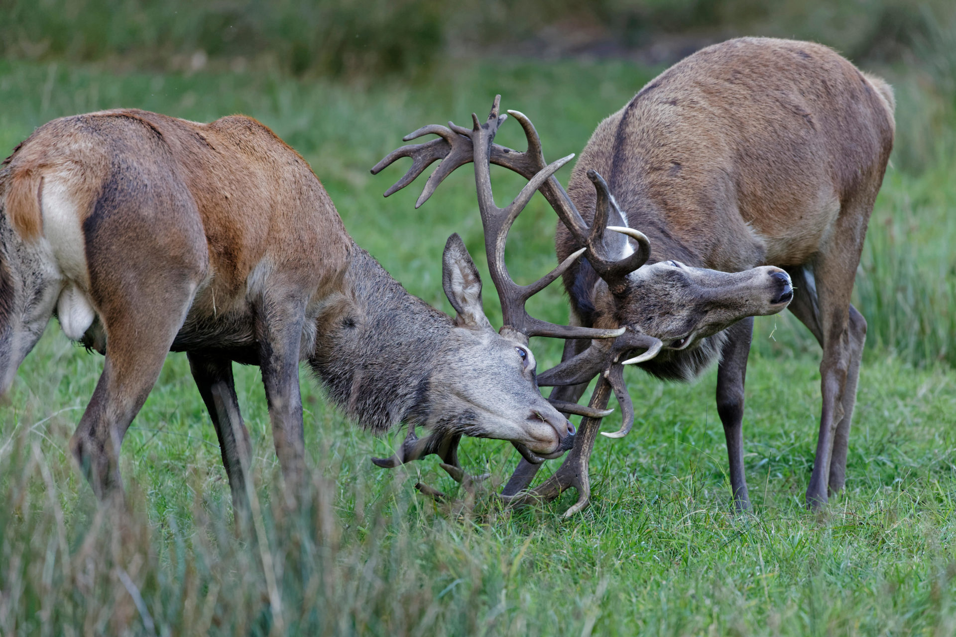 Red Deer