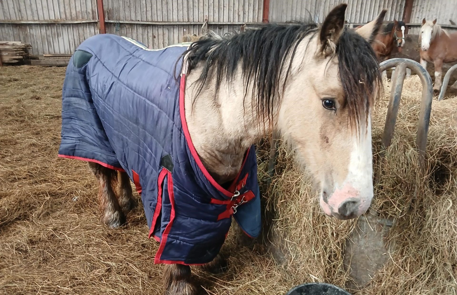 Horse in recovery after being rescued from an Offaly river by ISPCA. 