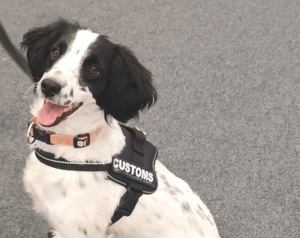 Milo at Dublin Port.