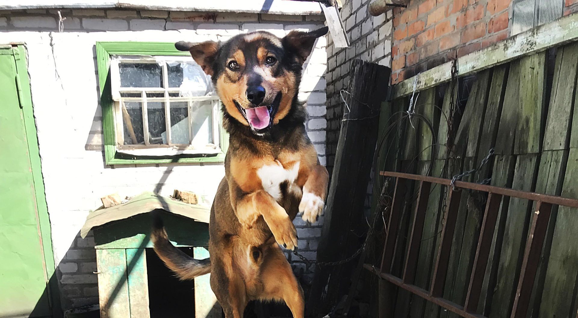 Happy jumping dog in countryside